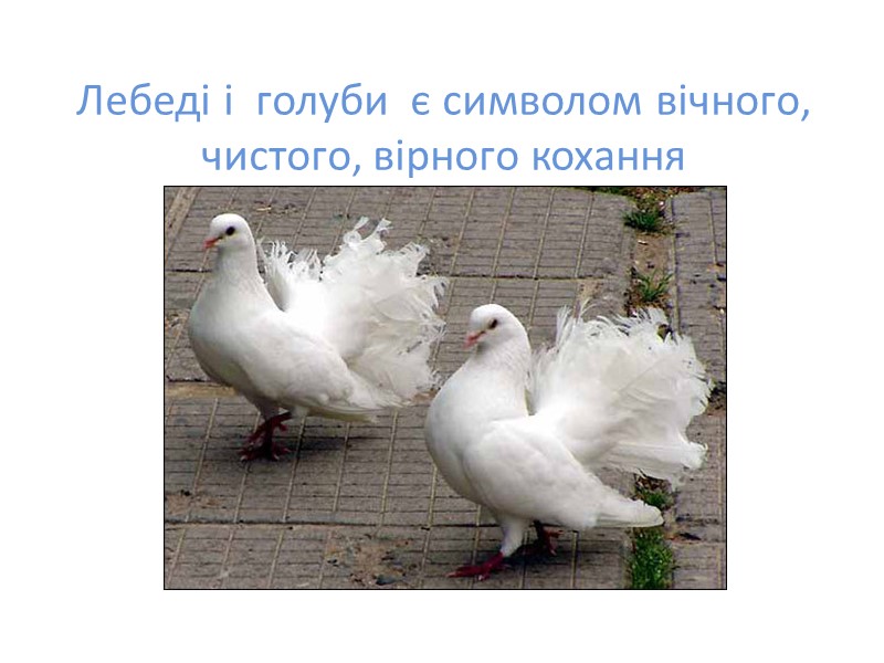 Лебеді і  голуби  є символом вічного, чистого, вірного кохання